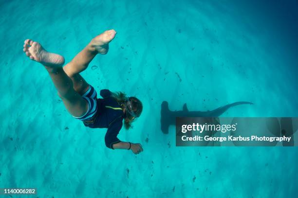 boy free diving with hammerhead shark, bimini, bahamas - bimini fotografías e imágenes de stock