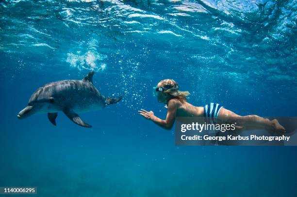 boy free diving with atlantic spotted dolphins - swimming with dolphins stock pictures, royalty-free photos & images