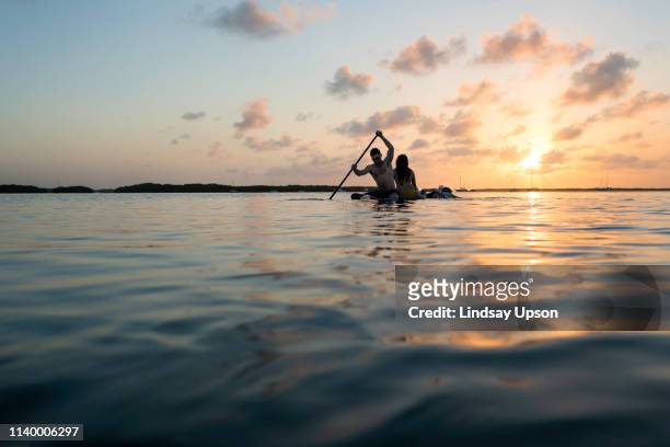 silhouetted view of three adult friends on paddleboard at sunset, islamorada, florida, usa - islamorada stock-fotos und bilder