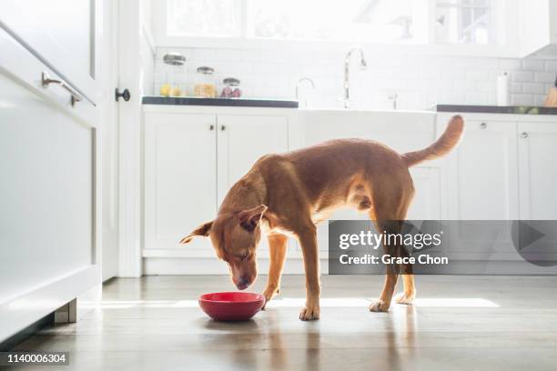 side view of tan coloured dog standing in kitchen eating from red bowl - pet food dish stock pictures, royalty-free photos & images