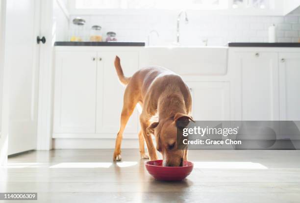 front view of tan coloured dog in kitchen eating from red bowl - animal nutrition stock-fotos und bilder