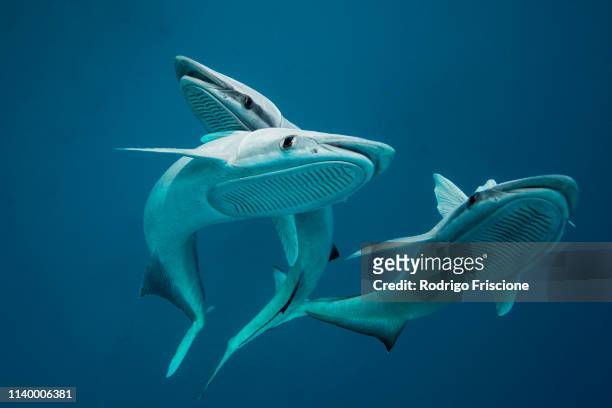 three remoras (remora sp) displaying sucking organs located on head, they usually follow bigger animals like sharks and rays, playa del carmen, quintana roo, mexico - remora fish stock pictures, royalty-free photos & images