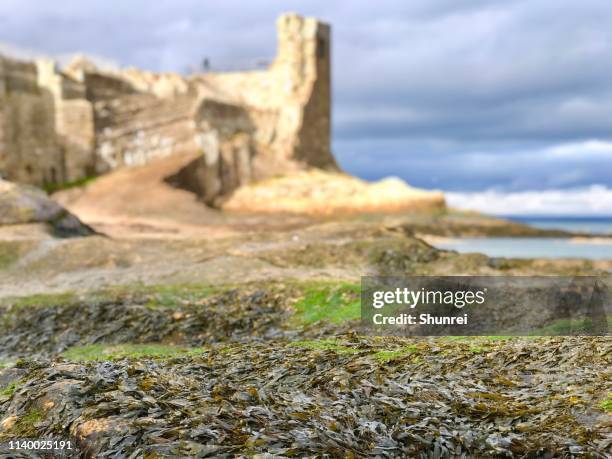 セントアンドリュース城、セントアンドリューススコットランド - st andrews scotland ストックフォトと画像