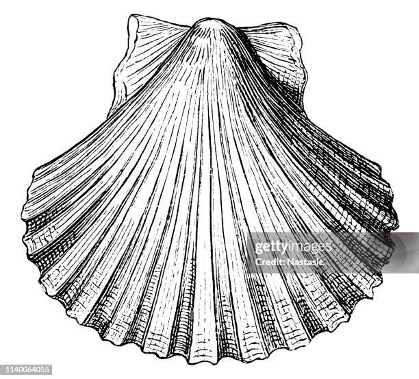 illustrazioni stock, clip art, cartoni animati e icone di tendenza di conchiglia a conchiglia pecten opercularis conchiglia - conchiglia di san giacomo