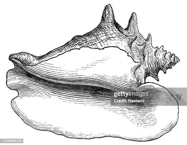 lobatus gigas (queen conch) - conch shell stock illustrations