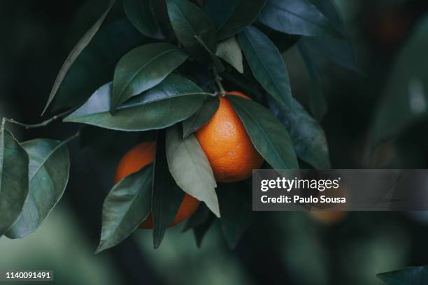 6 190点のオレンジの花のストックフォト Getty Images 6 190点のオレンジの花のストックフォト Getty Images