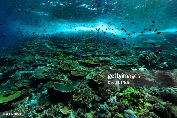 priestine hard coral reef, anthias paradise, komodo nationalpark, indonesien - unterer teil stock-fotos und bilder