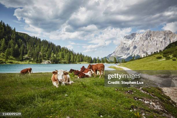 cows in lakeside valley, ehrwald, tyrol, austria - vallée photos et images de collection