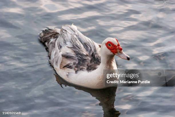 a muscovy duck on a lake - muscovy duck stock pictures, royalty-free photos & images