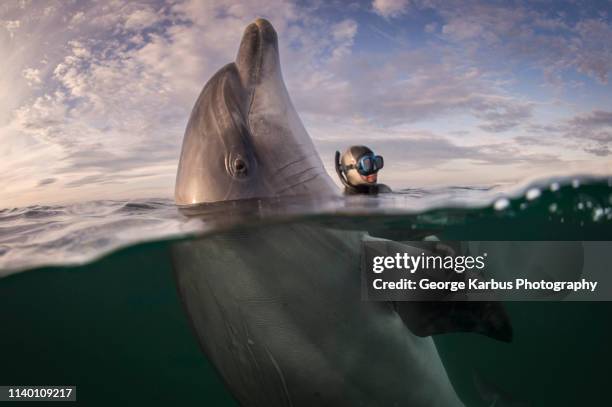 freediver and bottlenose dolphin, inisheer island, ireland - tame stock pictures, royalty-free photos & images