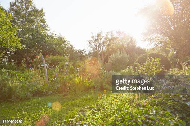 herb garden in sunlight - kräutergarten stock-fotos und bilder