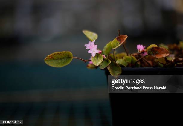 Donal Spring 28 Donal Spring Photos & High Res Pictures - Getty Images