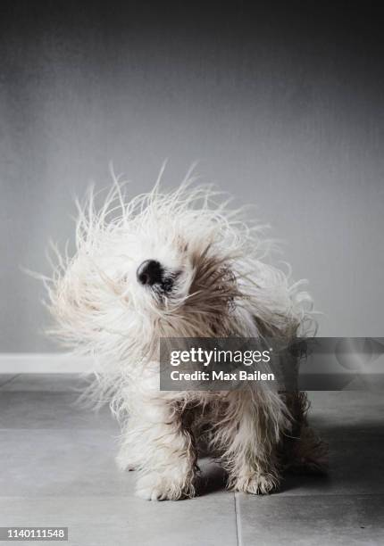 coton de tulear shaking itself to dry its fur - shaking motion stock pictures, royalty-free photos & images