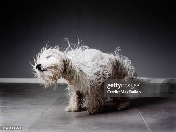 coton de tulear shaking itself to dry its fur - dog indoors stock pictures, royalty-free photos & images