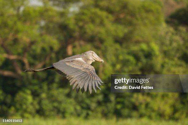 shoebill (balaeniceps rex) flying over marshes, murchison falls national park, uganda - shoebilled stork fotografías e imágenes de stock