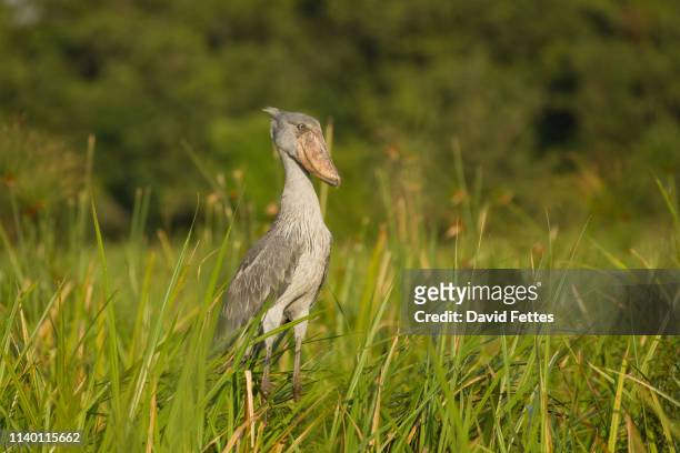 shoebill (balaeniceps rex) in marshes, murchison falls national park, uganda - shoebilled stork fotografías e imágenes de stock