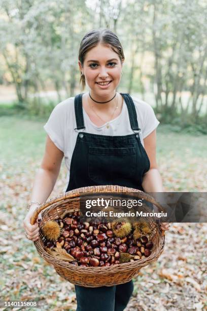 woman collecting chestnuts, rezzago, lombardy, italy - camisa castanha imagens e fotografias de stock