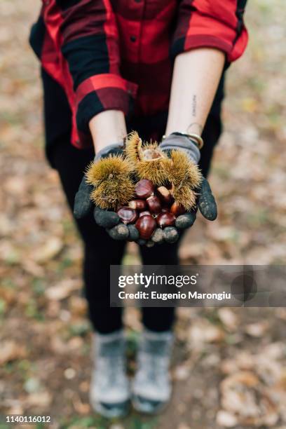 woman with handful of chestnuts - camisa castanha imagens e fotografias de stock