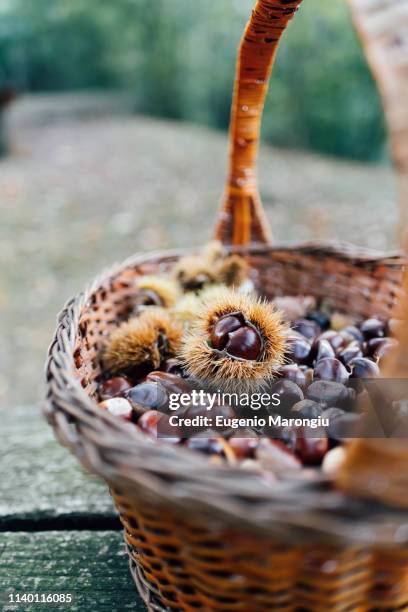 basketful of chestnuts - chestnut tree stock pictures, royalty-free photos & images