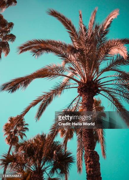 various palms with blue sky backdrop - bulevar - fotografias e filmes do acervo