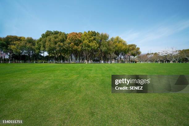 green grassland and blue sky - rodeado de árvores imagens e fotografias de stock