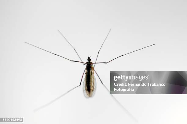 midge fly - anopheles mosquito stock pictures, royalty-free photos & images