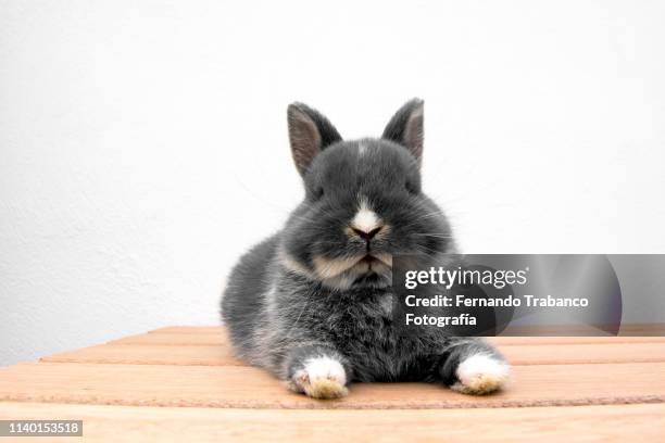 rabbit resting - lapin fond blanc photos et images de collection