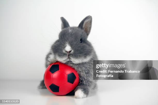 animal playing soccer with a red ball - american football ball stock pictures, royalty-free photos & images