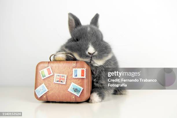 traveler rabbit - eiffel tower white background stock pictures, royalty-free photos & images