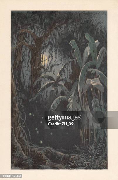 群がっホタルと熱帯の月明かりの夜, リトグラフ, 1898 - lithograph点のイラスト素材／クリップアート素材／マンガ素材／アイコン素材
