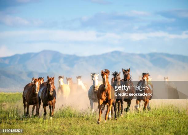 galopando caballos salvajes en el desierto - animales salvajes fotografías e imágenes de stock