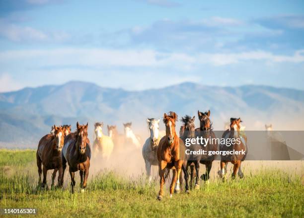 galopando caballos salvajes en el desierto - estampida fotografías e imágenes de stock