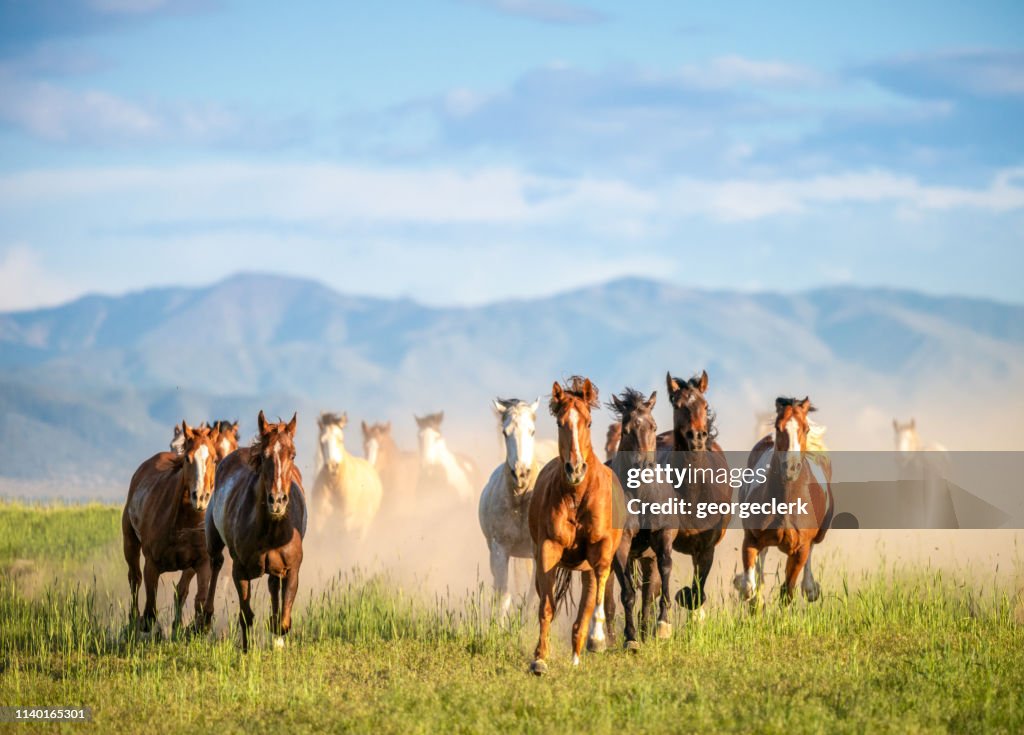 Galloping wild horses in the wilderness