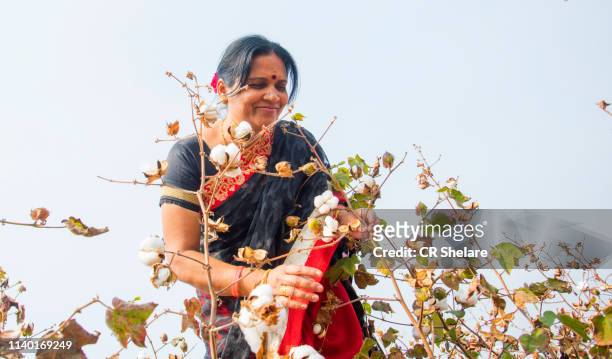 indian woman  harvesting cotton in a cotton field, maharashtra, india. - cotton ball stock-fotos und bilder