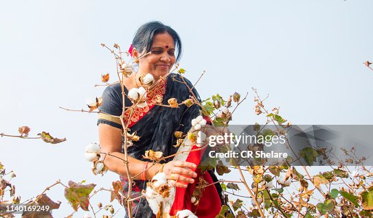 Indian woman  harvesting cotton in a cotton field, Maharashtra, India.