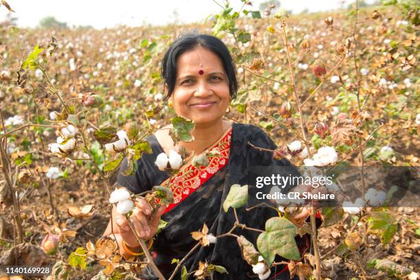 indian woman  harvesting cotton in a cotton field, maharashtra, india. - cotton ball stock-fotos und bilder