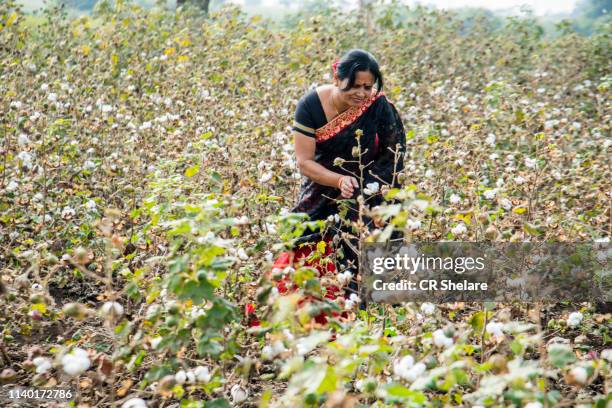 indian woman  harvesting cotton in a cotton field, maharashtra, india. - cotton ball stock-fotos und bilder