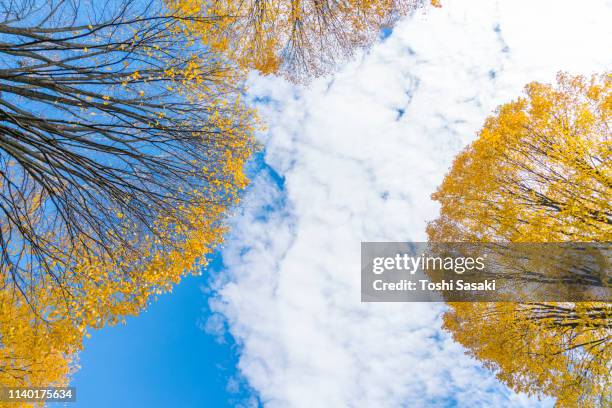 autumn cirrocumulus covers the blue sky over the autumn color trees at central park new york ny usa on nov. 07 2018. - 巻積雲 ストックフォトと画像