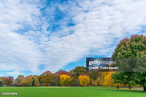 autumn cirrocumulus covers the blue sky over the autumn color trees at great lawn central park new york ny usa on nov. 07 2018. - 巻積雲 ストックフォトと画像