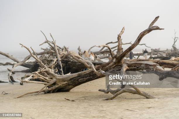 large driftwood near the ocean - driftwood stock pictures, royalty-free photos & images