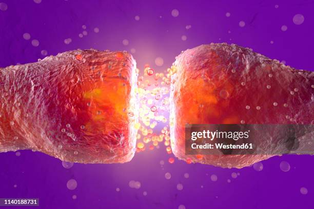 3d rendered illustration, visualisation of neurons firing neurotransmitters in the synaptic gap - nervenzelle stock-grafiken, -clipart, -cartoons und -symbole