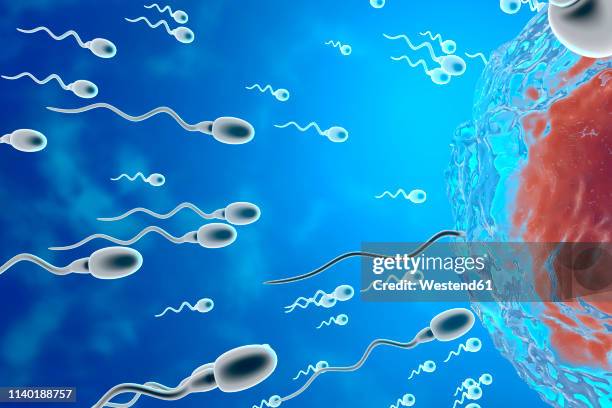 3d rendered illustration, visualisation of sperm cells racing to a egg to fertilise - male reproductive anatomy stock illustrations