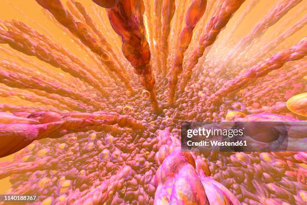 3d rendered illustration, visualisation of the human intestinal villi and the the metabolism - makro stock-grafiken, -clipart, -cartoons und -symbole