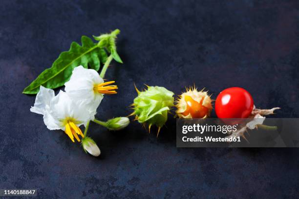 sticky nightshade tomatoes, leaves and blossoms on dark ground - flower part fotografías e imágenes de stock