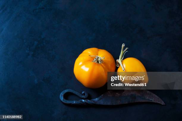 two tomatoes 'golden jubilee' and a knife on dark background - イエロートマト ストックフォトと画像