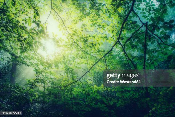 hornbeam, carpinus betulus, twigs with green leaves against the sun - birch tree forest stock pictures, royalty-free photos & images