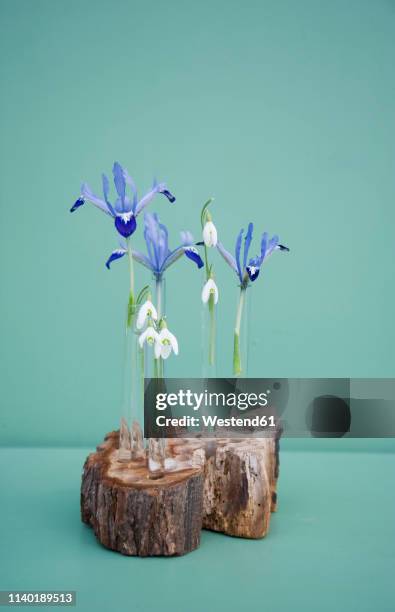 easter decoration, tree pit and glass tubes with iris and snowdrop - iris reticulata stock pictures, royalty-free photos & images