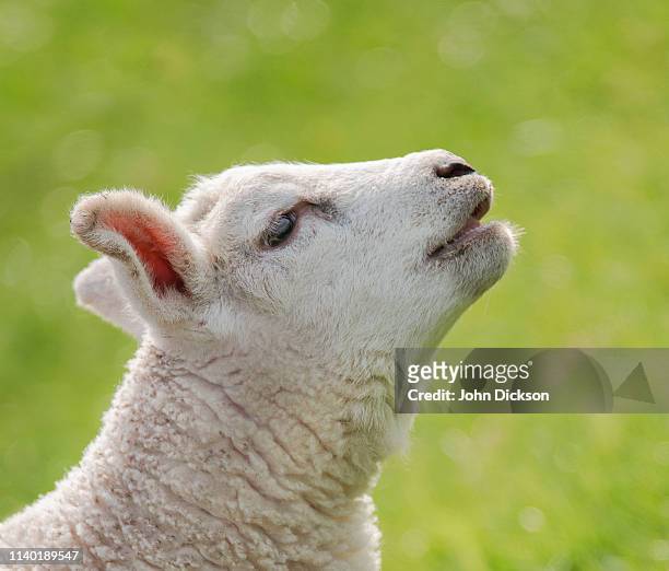 bleating lamb 2 - balao fotografías e imágenes de stock