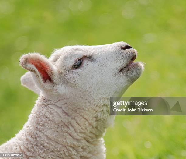 bleating lamb 2 - bleating stock pictures, royalty-free photos & images