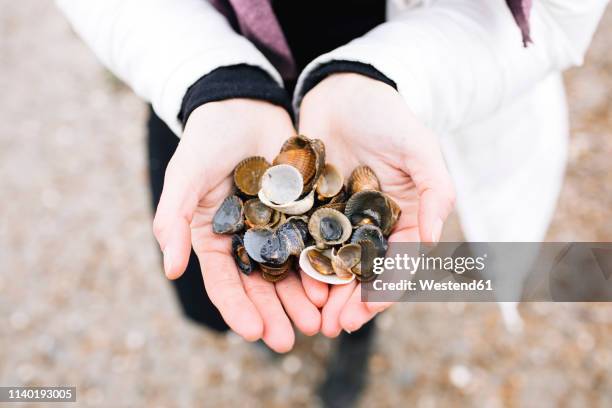 Woman Picking Up Shells Photos and Premium High Res Pictures - Getty Images